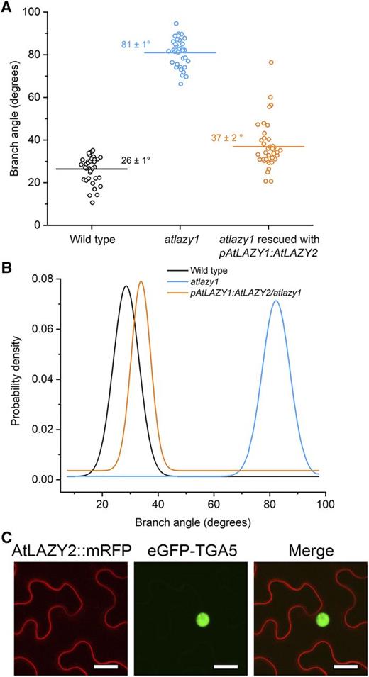 AtLAZY2 at the plasma membrane replaces AtLAZY1 function. A, Branch angles measured in populations of the wild type, atlazy1, and atlazy1 transformed with pAtLAZY1:AtLAZY2 in the T1 generation. The horizontal line marks the mean, which is also given (± se). The numbers of samples measured were as follows: 49 wild type, 60 atlazy1, and 82 atlazy1 plants rescued with pAtLAZY1:AtLAZY2. B, PDFs of branch angles shown in A. The distribution of pAtLAZY1:AtLAZY2/atlazy1 branch angles was unimodal. C, Subcellular localization of 35S:AtLAZY2-mRFP examined in Nicotiana benthamiana leaf epidermal cells. Subcellular localization of AtLAZY2-mRFP was examined by Agrobacterium tumefaciens-mediated transient expression of 35S:AtLAZY2-mRFP and 35S:TGA5-eGFP in N. benthamiana leaf epidermal cells. The red and green channels show AtLAZY2-mRFP and the TGA5-eGFP nuclear markers, respectively. Bars = 25 μm. AtLAZY2-mRFP localized to the plasma membrane and not the nucleus.