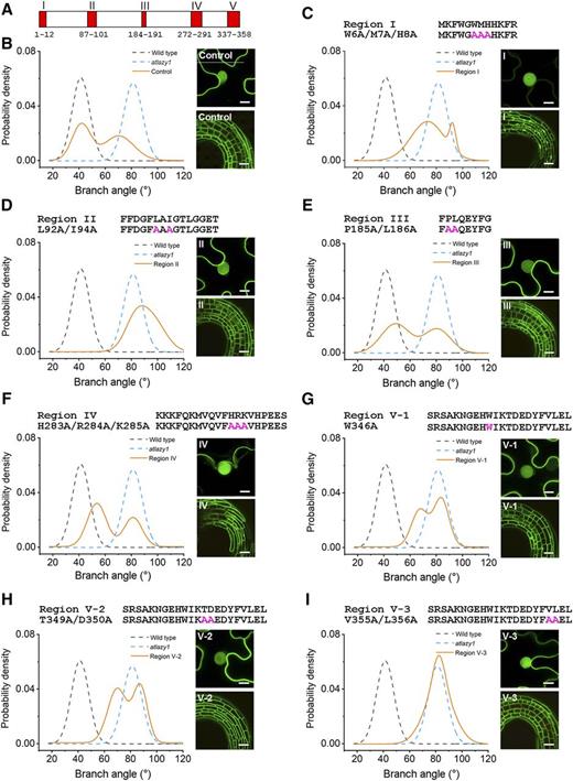 Mutagenesis of AtLAZY1 conserved regions: effects on branch angle and subcellular localization. A, Schematic showing amino acid positions of the five AtLAZY1 protein regions (AT5G14090 gene model) conserved among homologs, as defined by Yoshihara et al. (2013). B to I, Effects of mutagenesis on the function of AtLAZY1 and its subcellular localization. The functions of the engineered variants were evaluated as shown in Figure 1. Selected conserved amino acid sequences were replaced with alanines by site-directed mutagenesis of pAtLAZY1:AtLAZY1, and the engineered variants were expressed in an atlazy1 knockout background. Shown for each variant are the amino acid sequence of the conserved region, the altered sequence in magenta and in letter/number code, the PDFs derived from the branch angle measurements, the subcellular localization in Nicotiana benthamiana epidermal cells (top right), and expression in Arabidopsis hypocotyls (bottom right). PDFs of the wild type and atlazy1 are represented as dashed lines. Orange lines show the PDFs of the T1 population expressing the variants. The data in B are taken from Figure 1C. The data in B, D, and F did not pass a Shapiro-Wilks test of normality and are considered bimodal. The numbers of samples ranged from 134 for the wild type to 170 for the V-1 population. The effects of conserved regions on subcellular localization were examined by transiently expressing the variants in N. benthamiana leaf epidermal cells and in stably transformed Arabidopsis seedlings. Bars = 10 μm (for N. benthamiana) and 40 μm (for Arabidopsis).