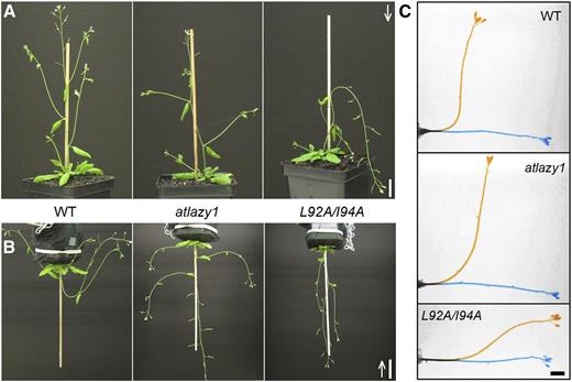 Downward orientation of inflorescence stem caused by mutating region II (L92A/I94A). A, Shoot system architecture of wild-type (WT), atlazy1, and pAtLAZY1:AtLAZY1L92A/I94A/atlazy1 (L92A/I94A) plants grown in a normal orientation for 4 weeks with light supplied from above, as shown by the white arrow. Bar = 2 cm. B, Lateral organ orientations in wild-type, atlazy1, and L92A/I94A plants grown upside-down after their branches reached ∼1–3 cm with light supplied from below (see arrow). Note that branches and pedicels oriented horizontally in atlazy1 and downward in pAtLAZY1:AtLAZY1L92A/I94A/atlazy1, though tips of shoots are oriented toward the light source in both cases. Bar = 3 cm. C, Gravitropism in excised wild-type, atlazy1, and L92A/I94A inflorescence stems. Images taken immediately after 90° rotation (0 h; blue) and 18 h after rotation (orange) were superimposed. Bar = 5 mm.