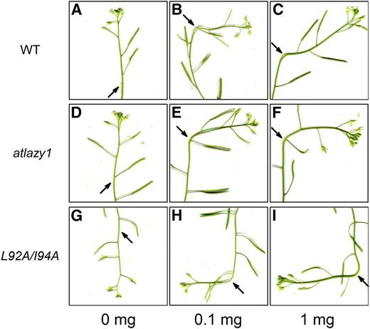 Normal growth response to auxin in L92A/I94A stems that display reverse gravitropism. Lanoline paste containing the indicated concentrations of auxin was applied to a flank of inflorescence stems and images were captured 18 h later. A to C, Wild type (WT). d to F, atlazy1. G to I, pAtLAZY1:AtLAZY1L92A/L94A/atlazy1.