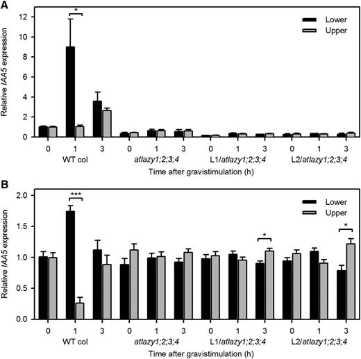Expression of an auxin-responsive gene, IAA5, in the upper and lower halves of inflorescence stems measures the gravity-induced auxin gradient. A, A PCR-based method quantified the levels of IAA5 in the upper and lower halves of inflorescence stems after the indicated period of gravistimulation. The values were divided by the average of the wild-type (WT) upper and lower pools at 0 h. Shown are the mean ± se obtained from three biological replicates, each measured three times. An asterisk indicates a statistically significant difference (*P < 0.05). Note that basal expression level of IAA5 was lower in the mutants. B, To highlight the gradient rather than the absolute expression level, the mean expression of IAA5 between the lower and upper halves was normalized to 1. Statistically significant differences in IAA5 expression between lower and upper halves were observed in the wild type and reversed gradients were observed in the two homozygous lines, which also displayed strong reverse gravitropism. Student’s t test. (***P < 0.001, *P < 0.05).