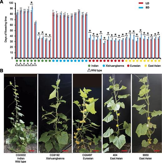 Cucumber populations show great flowering time diversity and insensitivity to daylength. A, Time to first male flower of 10 Indian accessions, 10 Xishuangbanna accessions, 10 Eurasian accessions, and 10 East Asian accessions under LD (red bars) and SD (blue bars) conditions. The green circles, blue circles, red circles, and yellow circles indicate the Indian, Xishuangbanna, Eurasian, and East Asian cucumbers, respectively. The bars and lines indicate means and sd of eight individual plants. Triangles represent the wild-type accessions. Asterisks represent significant differences of flowering time (*, P < 0.05, Student’s t test). B, Representative 45-d-old accessions from four cucumber populations exhibiting major flowering time diversity. The cucumber accessions CG9192, CG5479, 404, and 9930 are also the parents of the genetic populations used in this study. Bars = 15 cm.