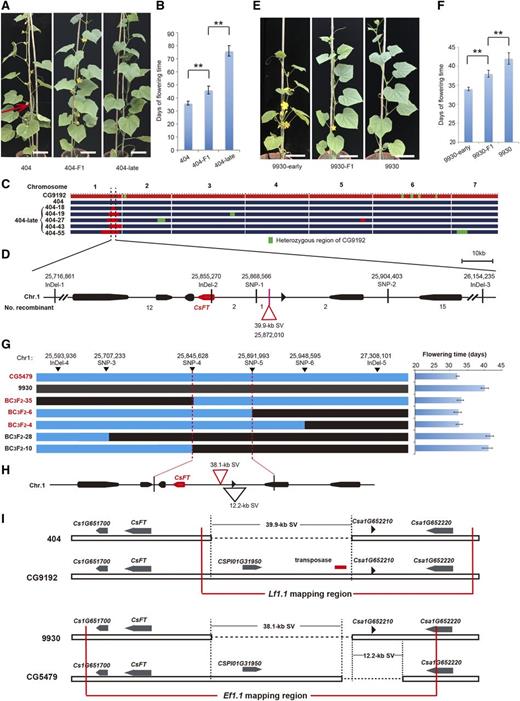 Map-based cloning of Lf1.1 and Ef1.1 in two distinct F2 populations. A and B, Phenotypes and first male flowering times of NILs 404, 404-late, and the heterozygous 404-F1. C, Construction of NILs 404 and 404-late. The red color represents the homozygous region of accession CG9192, and the dark blue color shows homozygous regions of accession 404. The green color indicates heterozygous regions of CG9192. The region with dotted lines represents the position of the Lf1.1 locus on chromosome 1 of cucumber. D, High-resolution mapping of Lf1.1. The numbers above the markers indicate the physical positions on chromosome 1. Numbers below the map indicate the numbers of recombinants detected between the corresponding markers. The red triangle represents a fragment of 39.9 kb absent in accession 404 compared with CG9192. E and F, Phenotypes and first male flowering times of NILs 9930-early, 9930, and the heterozygous 9930-F1. G, Linkage analysis of Ef1.1 in the BC3F2 population from the CG5479 × 9930 cross. The numbers above the markers indicate the physical positions. CG5479, BC3F2-35, BC3F2-6, and BC3F2-4 were all early flowering (red text); 9930, BC3F2-28, and BC3F2-10 were late flowering (black text). The blue boxes represent the homozygous region of accession CG5479, and the black boxes show homozygous regions of accession 9930. The graph at right shows the flowering time of F3 families of recombinant plants. H, Genes from the fine-mapping region of Ef1.1 in the 9930 reference genome. The numbers above the markers indicate the physical positions on chromosome 1. The red triangle represents a fragment of 38.1 kb absent in 9930 compared with CG5479, and the black triangle represents a fragment of 12.2 kb absent in CG5479 compared with 9930. I, Schematic illustration of the mapping regions of the Lf1.1 and Ef1.1 loci. SVs are shown in the mapping regions of the Lf1.1 and Ef1.1 loci. Horizontal dashed lines represent large deletions, and the red lines represent the Lf1.1 and Ef1.1 mapping regions. The gray arrow shapes represent the annotated genes, and the transposase is labeled with a red rectangle. The bars and lines indicate means and sd of eight individual plants in B, F, and G. **, P < 0.01 (Student’s t test) for flowering time. The black shapes along the chromosome represent the annotated genes and the red shape represents gene CsFT in D and H. Bars in A and E = 15 cm.