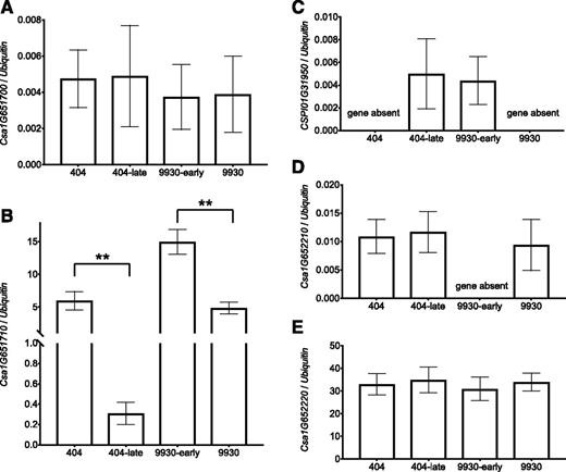 Expression analysis of the genes adjacent to the 39.9-kb SV and the 16.2-kb SV in two pairs of NILs (404/404-late and 9930/9930-early). The mRNA levels of genes Csa1G651700 (A), Csa1G651710 (B), CSPI01G31950 (C), Csa1G652210 (D), and Csa1G652220 (E) were measured in mature leaves of cucumber plants by reverse transcription quantitative PCR (RT-qPCR). Data shown are relative to the control Ubiquitin (Csa3G778350) gene and represent means ± se of three biological replicates. **, P < 0.01 (Student’s t test).
