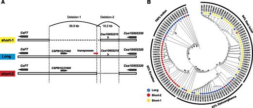 Large SVs upstream from CsFT in different cucumber populations. A, Schematic illustration of SVs giving rise to the short-1, short-2, and long types URs of CsFT. The 39.9- and 16.2-kb deletions are designated as deletion-1 and deletion-2, respectively. The gray arrow shapes represent the annotated genes, and the transposase is labeled with a red rectangle. B, Maximum-likelihood phylogeny of the 4.5-kb gene body regions and 16.5-kb URs of CsFT from 115 cucumber accessions. Blue, red, and yellow circles denote long, short-2, and short-1 type URs of CsFT, respectively. The bootstrap values are shown at the nodes (%). The numbers on the circular lines indicate the proportions of cucumber accessions from different subgroups in each branch.
