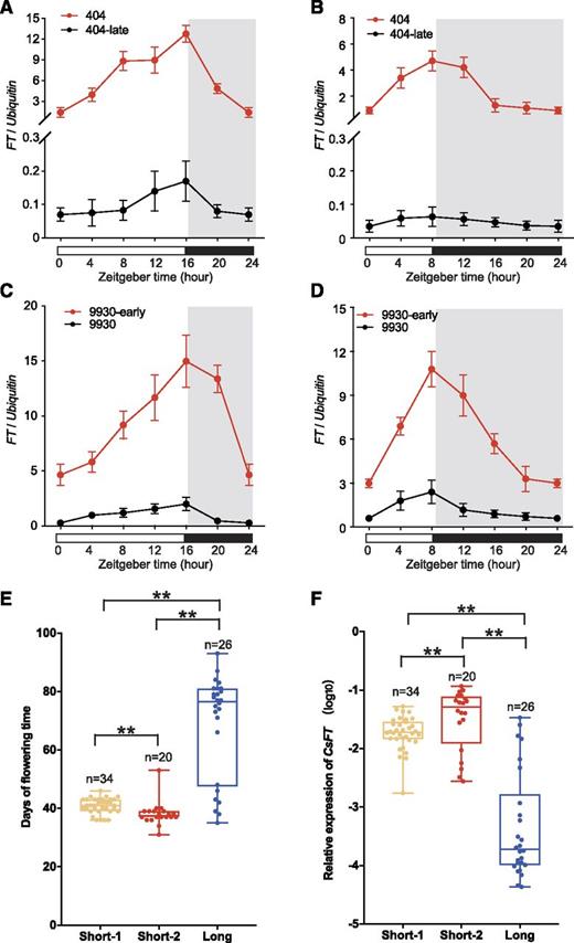 CsFT expression is associated with three types of URs. A to D, Diurnal expression patterns of CsFT in mature leaves of NILs 404/404-late (A and B) and 9930/9930-early (C and D) over 24 h under artificial LD (16 h of light/8 h of dark) and SD (8 h of light/16 h of dark) conditions. White regions represent light periods, and gray regions represent dark periods. Data shown are relative to the control gene CsUbiquitin and represent means ± se of three biological replicates (n = 10 plants). Zeitgeber time is a standardized 24-h notation of the phase in an entrained circadian cycle, and 0 indicates the beginning of day. E and F, Flowering time and CsFT expression levels in different cucumber accessions. Cucumber accessions were classified into three types of URs of CsFT. Details regarding the cucumber accessions used to generate data for this figure are listed in Supplemental Data Set S3. Data are plotted for n accessions per type of CsFT UR, and all of the data points are presented with box plots showing the median, upper and lower quartiles, and minimum and maximum range values for each haplotype. For quantitative analyses of flowering time and CsFT transcript levels of theses 80 accessions, 10 individual plants were analyzed per accession. **, P < 0.01 (Student’s t test).