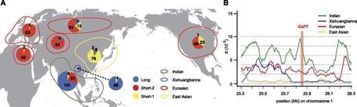 Footprints of CsFT locus selection. A, Geographical distribution of three types of CsFT URs. A total of 286 cucumber accessions (Supplemental Data Set S4) were used, consisting of 26 North-African accessions, 43 East-Asian accessions, 70 Southeast-Asian accessions, 25 Xishuangbanna accessions, 32 Russian accessions, 34 European accessions, 24 Central-Asian accessions, and 32 North-American accessions. Distributions of long, short-2, and short-1 URs across geographic areas are shown as pie charts, colored in blue, red, and yellow, respectively, with the allele numbers indicated. The colored lines represent the four cucumber populations: Indian (green), Xishuangbanna (blue), Eurasian (red), and East Asian (yellow). B, The genomic region around the CsFT locus shows evidence of a domestication sweep. The distribution of π is shown for the Indian (green), Xishuangbanna (blue), Eurasian (red), and East-Asian (yellow) populations. The CsFT locus is located in the pink region.
