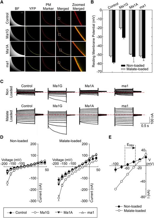 Functional characterization of ALMT transporters encoded by Ma1G, ma1, and artificially truncated Ma1A genes in X. laevis oocytes. A, The expression and localization of Ma-YFP fusion proteins in oocytes. Deep Red was used as a PM marker. The white squares in the Merged signal indicate the 100-µm × 100-µm regions of interest shown in the last column. The scale bar for the bright field (BF), YFP, PM Marker, and Merged fluorescence signal columns is shown in the top left image; bar = 100 µm. B, RMPs recorded in control and Ma1G-, Ma1A-, and ma1-expressing cells. RMPs were recorded in cells nonloaded or loaded with malate by microinjecting cells with 50 nL of 100 mm sodium malate (increasing cytosolic malate2− activities by 4.5 mm) 2 to 3 h prior to the electrophysiological recordings. Data are means ± se. The numbers of cells nonloaded with malate are as follows: control (n = 9), Ma1G (n = 8), Ma1A (n = 10), and ma1 (n = 8); the numbers of cells loaded with malate are as follows: n = 8 for control, Ma1G, Ma1A, and ma1. C, Examples of currents elicited in response to holding potentials ranging from +40 to −180 mV (in 20-mV steps) recorded in control, Ma1G-, Ma1A-, and ma1-expressing cells, either nonloaded or loaded with malate. The zero-current level is indicated by the red dotted lines. D, Mean current-voltage (I/V) relationships constructed from steady-state current recordings with nonloaded (left) or malate-loaded (right) cells such as those shown in C. Data are means ± se. The numbers of cells nonloaded with malate are as follows: control (n = 9), Ma1G (n = 8), Ma1A (n = 10), and ma1 (n = 8); the numbers of cells loaded with malate are as follows: n = 8 for control, Ma1G, Ma1A, and ma1. E, Difference in the magnitude of Ma1G-mediated current and shift in the holding potential (Erev) at which the current reverses sign between nonloaded and malate-loaded X. laevis oocytes expressing Ma1G. The recording cell number is as follows: n = 8 for both nonloaded and malate-loaded cells.
