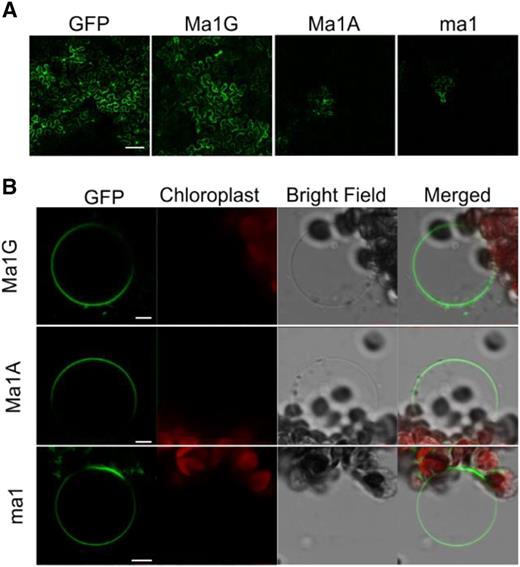 Subcellular localization of Ma1G, Ma1A, and ma1 chimeras with the GFP protein fused to the C terminus. A, Example of the transient transformation efficiency of a 35S-driven cytosolic GFP (empty vector control), Ma1G-GFP, ma1-GFP, and Ma1A-GFP in A. tumefaciens-infiltrated N. benthamiana leaves. B, Tonoplast localization of the Ma1G, Ma1A, and ma1 GFP chimeras. Isolated vacuoles were obtained after lysis of N. benthamiana protoplasts transiently transformed with the latter constructs. Bars = 100 µm (A) and 10 µm (B).