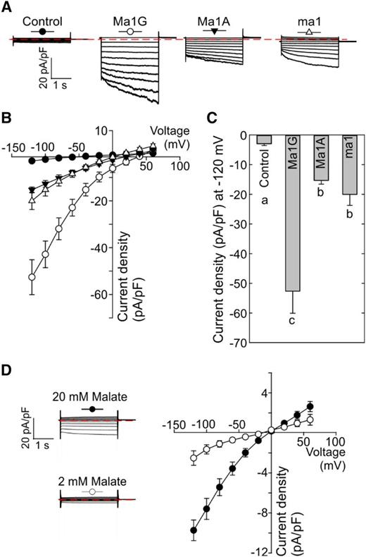 Patch-clamp analysis of malate transport activity of Ma1G, Ma1A, and ma1 expressed in N. benthamiana. A, Representative recordings of whole-vacuole currents in control vacuoles (expressing empty vector) and vacuoles from cells expressing Ma1G, Ma1A, or ma1. Currents across the tonoplast were evoked in response to 3-s voltage pulses ranging from +60 to −120 mV in 20-mV steps. The zero-current level is indicated by the red dotted line. B, Mean current-voltage relationships from whole-vacuole currents constructed from steady-state current recordings as those shown in A for control vacuoles (n = 12) and vacuoles from cells expressing Ma1G (n = 10), Ma1A (n = 9), or ma1 (n = 10). The symbol for each curve corresponds to that depicted at the top of each set of traces in A. Data are means ± se. C, Bar graphs representing the current densities at −120 mV obtained by the patch clamping of control vacuoles and vacuoles from cells expressing Ma1G, Ma1A, or ma1. Different letters (a, b, and c) indicate significant differences between groups using Tukey’s honestly significant difference (HSD) test at P < 0.05 after ANOVA. Error bars denote se. D, The Ma1G-mediated current is dependent on the cytosolic malate concentration. Representative recordings of whole-vacuole currents from cells expressing Ma1G as the malate concentration in the bath solution (i.e. cytosolic) was decreased from 100 mm (top) to 20 or 2 mm. Currents were evoked using the same protocol described in A. Note that the time and current scales are identical to those shown in A.