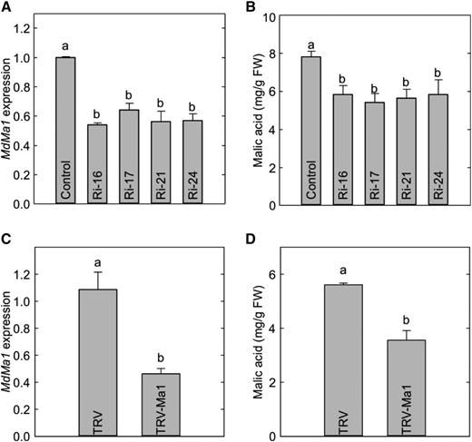 Reduced malate levels in the leaves of Ma1 RNAi lines of ‘McIntosh’ apple and fruit of ‘Empire’ apple with virus-induced silencing of Ma1. A, The relative expression of Ma1 in Ma1-RNAi transgenic lines in comparison with wild-type plants (control). B, The malic acid concentration in Ma1-RNAi transgenic lines and wild-type plants measured via gas chromatography-mass spectrometry analysis. C, The relative expression of Ma1 in mature ‘Empire’ apple fruit infiltrated with Agrobacterium tumefaciens GV3101 harboring an antisense Ma1 construct in a tobacco rattle virus (TRV)-based vector (TRV-Ma1) or TRV alone as a control. D, The malic acid concentration in mature ‘Empire’ apple fruit infiltrated with TRV-Ma1 or TRV alone as a control measured via gas chromatography-mass spectrometry analysis. Data are means ± se of three replicates with 20 leaves pooled from four in vitro shoots per replicate for ‘McIntosh’ and of five replicates with two fruits (three injection sites per fruit) per replicate for ‘Empire’. Different letters (a and b) indicate significant differences between genotypes using Tukey’s HSD test at P < 0.05 after ANOVA. FW, Fresh weight.