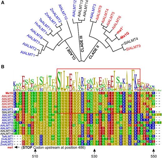 The conserved C-terminal domain of Ma1 and other tonoplast-localized ALMT members. A, Phylogenetic analysis of Ma1G, ma1, and the 13 ALMT Arabidopsis members, two tomato, two maize (Zea mays), one barley (Hordeum vulgare), and one wheat ALMT members based on amino acid sequence alignment by the neighbor-joining method using Geneious Tree Builder (https://www.geneious.com/). AtALMTs cluster into three groups: I, II, and III. Clade I contains ALMTs known to localize to the PM (colored in blue). Clade II contains ALMTs know to localize to the tonoplast (colored in red), including Ma1G and ma1. B, Sequence alignment and logo illustrating the degree of conservation in a C-terminal domain of the ALMTs described in A. The residue positions marked by the arrows at the bottom of the alignment are relative to the Ma1G sequence. The early stop codon in ma1 is located 17 residues upstream of the aligned sequences. The red box highlights the amino acid region 519 to 545 for the clade II ALMTs.