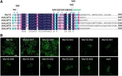 Expression of Ma1G C-terminal truncation mutants in N. benthamiana leaves. A, Sequence alignment of tonoplast-localized ALMT members, including Ma1 and ma1. The arrows above the alignment indicate the residue positions of the various experimental truncation sites tested. B, The expression of Ma1G-GFP, ma1-GFP, and various Ma1G C-terminal truncation mutants with a C-terminal fused GFP in the A. tumefaciens-infiltrated N. benthamiana leaves. Bar = 100 µm.