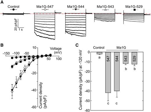 Patch-clamp analysis of the malate transport activity of Ma1G C-terminal truncation mutants. A, Representative recordings of whole-vacuole currents in control vacuoles (expressing the empty vector) and vacuoles from cells expressing Ma1G-547, Ma1G-544, Ma1G-543, or Ma1G-529. Currents across the tonoplast were evoked in response to 3-s voltage pulses ranging from +60 to −120 mV in 20-mV steps. The zero-current level is indicated by the red dotted line. B, Mean current-voltage relationships from whole-vacuole currents constructed from steady-state current recordings as shown in A for control vacuoles (n = 10) and vacuoles from cells expressing Ma1G-547 (n = 8), Ma1G-544 (n = 10), Ma1G-543 (n = 8), or Ma1G-529 (n = 8). Data are means ± se. The symbol for each curve corresponds to that depicted at the top of each set of traces in A. C, Bar graphs representing the current densities at −120 mV obtained by the patch clamping of control vacuoles and vacuoles from cells expressing Ma1G-547, Ma1G-544, Ma1G-543, or Ma1G-529. Data are means ± se. Different letters indicate significant differences between groups using Tukey’s HSD test at P < 0.05 after ANOVA.
