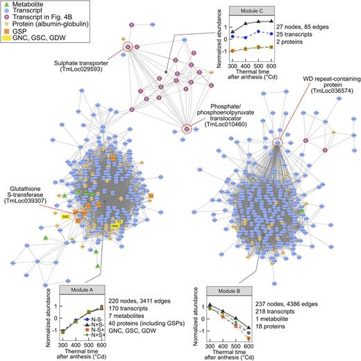Coexpression network of transcripts, metabolites, and proteins impacted by N and S supply during einkorn grain filling. Node shape and color reflect attribute category, as indicated in the key, where the yellow rectangles represent the N and S masses per grain (GNC and GSC, respectively) and dry weight (GDW). Edges between nodes represent coaccumulation links. For each module, the plot shows average abundance of the module nodes versus thermal time after anthesis for the four N and S treatments. Transcripts described in Figure 4B are encircled in red. For each module, examples of transcript nodes described in the manuscript are encircled with a dashed red line and the gene description is indicated.