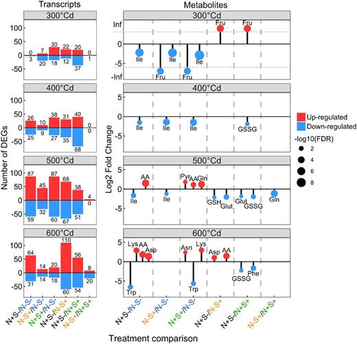 Effects of nitrogen and sulfur on the differentially accumulated transcripts and metabolites by grain developmental stage. On the left, histograms show the number of DEGs, and on the right, lollipop charts represent the LFC of significant metabolites, by treatment comparison and by grain developmental stage. Upregulation and downregulation of transcripts and metabolites was based on a comparison between the first and second treatments and reflect a significant higher (up-regulated) or lower (down-regulated) accumulation in the first compared to the second treatment. In the lollipop charts, dot size represents −log10 of the FDR values. AA, total free amino acids; GSH, reduced glutathione; GSSG, oxidized glutathione; Glut, glutathione; Pyr, pyrroline-5 carboxylate.