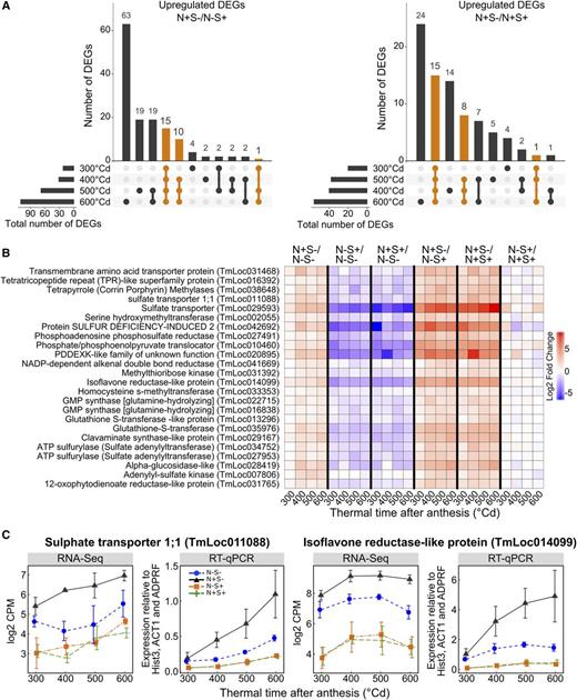 Identification of sulfur-deficiency-induced genes. A, Unique and overlapping DEGs between grain developmental stages. Bar plots represent the number of DEGs that are unique to a developmental stage or common across different stages. DEGs upregulated in response to N+S− compared to N−S+ and N+S+ are represented on the left and the right, respectively. DEGs common across at least three grain developmental stages are represented in orange. B, Heatmap showing differential expression patterns of the 24 DEGs upregulated in at least three grain developmental stages in response to N+S− compared to both N−S+ and N+S+. The color scale depicts LFC values. C, Transcript levels quantified by RNA-Seq and RT-qPCR for two of the 24 selected DEGs identified in A. Data are means ± sd for n = 3 independent replicates.