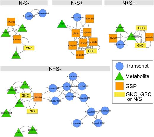 Effects of N and S treatments on the coaccumulation of GSPs, metabolites, and sulfur-deficiency-responsive transcripts. Data for the 24 transcripts upregulated in response to S deficiency, as highlighted in Figure 4B, the 24 significant metabolites, the mass per grain of N (GNC) and S (GSC), GSPs, and the grain N-to-S ratio (N:S) were used to analyze their coaccumulation by treatment, from 300°Cd to 600°Cd after anthesis. Edges between nodes represent coaccumulation links. GSH, reduced glutathione.