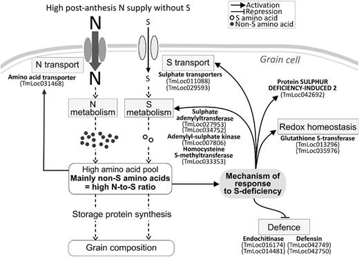 Hypothetical mechanism of the grain response to S deficiency. The S-responsive mechanism was caused by an increased N-to-S ratio in the grain cell. Examples of genes involved in this mechanism are indicated in bold. They are part of the 24 genes strongly upregulated (or downregulated in the case of those involved in defense processes) in response to N+S− compared to the two S+ conditions (Fig. 4B; Supplemental Fig. S3B).