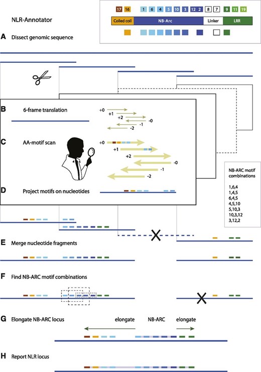 NLR-Annotator step-by-step. A, A genomic sequence is dissected into 20-kb fragments overlapping by 5 kb. B, Each fragment is translated in all six reading frames. C, Amino acid sequences are screened for NLR-associated motifs (see inset). D, The positions of motifs are projected back onto their originating 20-kb genomic fragments. E, Motif-containing genomic fragments are merged, and redundant motifs resulting from overlaps are removed. F, Motif combinations associated with an NB-ARC domain (inset, right side) are identified in the genomic sequence (stippled boxes). Overlapping combinations are merged. G, The NB-ARC locus is used as a seed to search the DNA sequence upstream and downstream for additional NLR-associated motifs (e.g. those indicative of a coiled coil or LRR). H, The final NLR locus is reported.