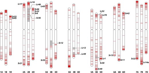 Physical positions of NLR-associated loci for stem rust (Sr) and leaf rust (Lr) within the wheat genome. Red bars on chromosomes mark the presence of NLR-associated loci. Gray regions depict intervals between flanking markers of fine-mapped rust R genes.