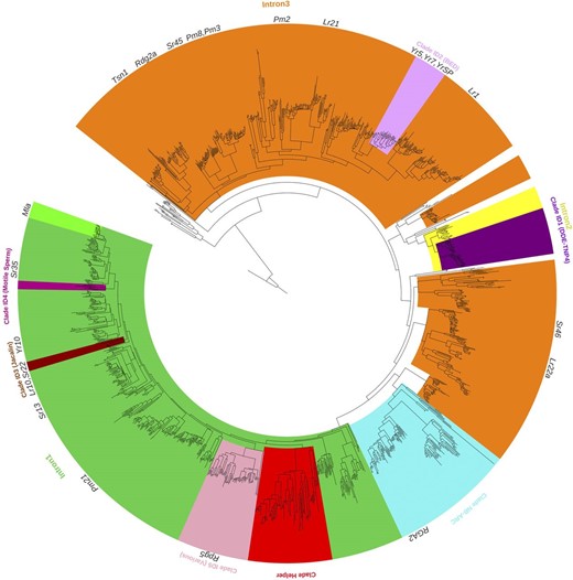 Phylogenetic tree of NLR genes in wheat. Cloned R genes were added to the tree. Specific clades are marked according to certain characteristics discussed in the main text: members of clades Intron1, Intron2, and Intron3 share characteristic intron/exon structure. Clades ID1 to ID5 are enriched for members with integrated domains. Members of clade NB-ARC have a truncated NB-ARC domain preceding a complete NB-ARC domain. Clade Helper is enriched for NLRs being hypothesized to be helpers. An interactive version of this figure is available at https://itol.embl.de/shared/steuernb.