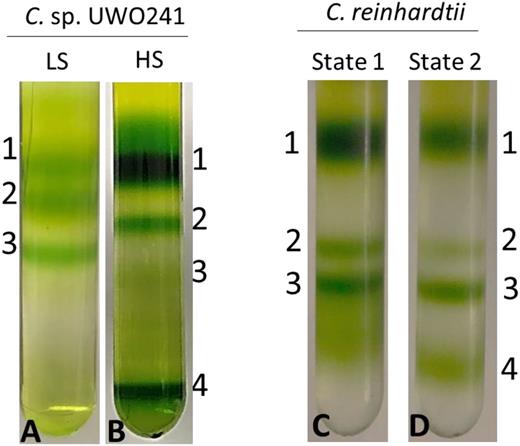 Supercomplex formation in UWO 241 versus C. reinhardtii. A and B, Fractionation of major thylakoid chlorophyll-protein complexes from UWO 241 by Suc density ultracentrifugation from LS- and HS-grown cultures (A and B, respectively). C and D, Fractionation of major thylakoid chlorophyll-protein complexes from C. reinhardtii exposed to state 1 and state 2 conditions (C and D, respectively). Cultures of C. reinhardtii were grown under control conditions (20°C/100 μmol m−2 s−1) and either dark adapted for 10 min (state 1; C) or incubated under anaerobic conditions for 30 min (state 2; D). Band 1, LHCII; band 2, PSII core; band 3, PSI-LHCI; band 4, supercomplex.