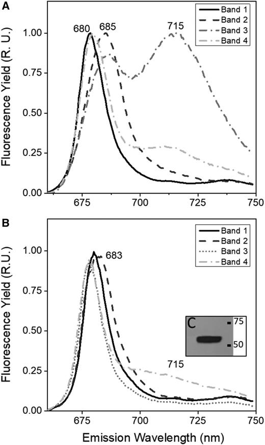 77K fluorescence emission spectra of chlorophyll-protein complexes from C. reinhardtii and UWO 241. Low-temperature chlorophyll a fluorescence emission spectra are shown for pigment-protein bands isolated from Suc density gradients shown in Figure 3. A, Low-temperature chlorophyll a emission spectra of bands from C. reinhardtii state II conditions. B, Emission spectra of bands from HS cultures of UWO 241. C, Immunoblot of the UWO 241-SC band with PsaA antibody. Spectra represent normalized data and the average of three scans. R.U., Relative unit.