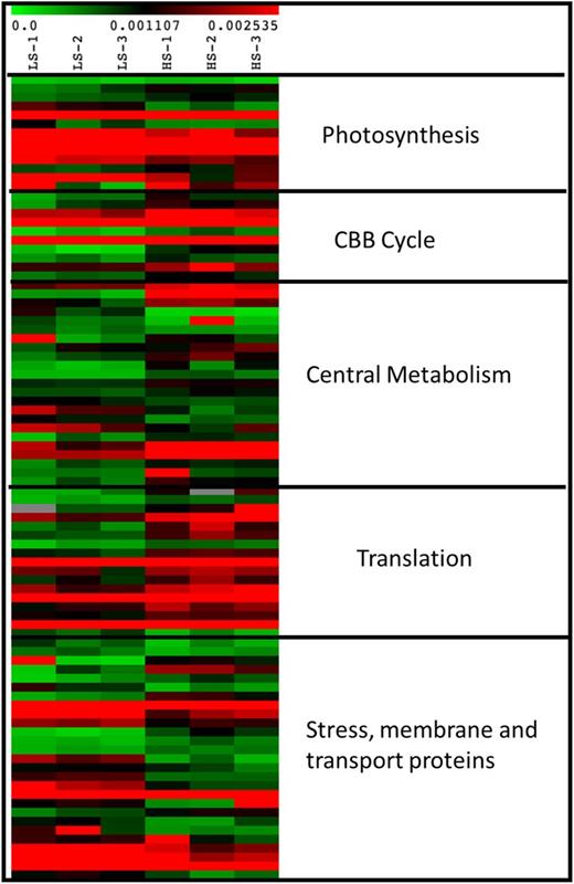Heat map of differentially regulated proteins in UWO 241 under LS and HS conditions. The normalized spectral abundance factor values are plotted for each replicate in the two conditions (n = 3) using a color-based approach (green, low abundance; red, high abundance). The proteins are categorized into broad processes to which they belong.