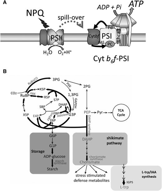 A restructured photosynthetic apparatus supports the rewiring of central metabolism in UWO 241. A, The photosynthetic apparatus of UWO 241 is assembled to promote high rates of CEF sustained by the formation of a PSI-cyt b6f supercomplex. CEF supports the photoprotection of PSII and PSI and provides additional ATP for downstream metabolism. B, ATP is consumed, in part, by the CBB cycle as well as an up-regulated shikimate pathway and carbon storage pathways (starch, glycerol). The model is based on data presented here and in other studies (Szyszka-Mroz et al., 2015, 2019; Cook et al., 2019). Fd, Ferredoxin; IAA, indole acetic acid; PEP, phosphoenolpyruvate; Pyr, pyrimidine; RuBP, ribulose-1,5-bisphosphate; TCA, trichloroacetic acid.