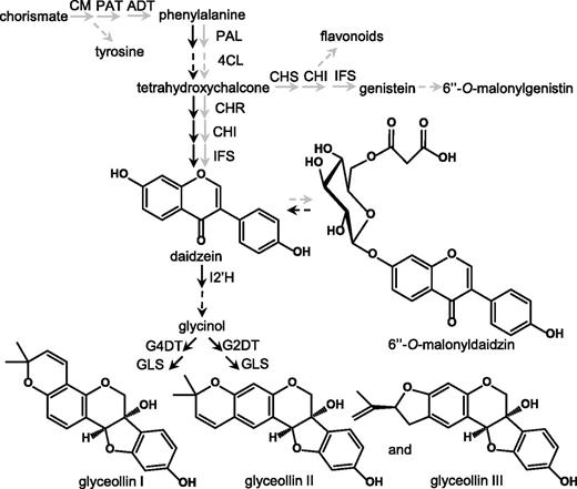 Pathogen-inducible and constitutive isoflavonoid biosynthesis pathways. Elicitors of glyceollin biosynthesis up-regulate transcripts encoding enzymes for glyceollin biosynthesis and/or the hydrolysis of 6′′-O-malonyldaidzin (black arrows). Transcription factors have been identified that regulate the biosynthesis of the constitutively accumulating isoflavone conjugates 6′′-O-malonyldaidzin and 6′′-O-malonylgenistin (gray arrows). CM, chorismatemutase; PAT, prephenate aminotransferase; ADT, arogenate dehydratase; PAL, Phe ammonia lyase; 4CL, 4-coumaric acid: coenzyme A ligase; CHS, chalcone synthase; CHI, chalcone isomerase; CHR, chalcone reductase; IFS, isoflavone synthase; I2′H, isoflavone 2′-hydroxylase; G4DT, glycinol 4-dimethylallyl transferase; G2DT, glycinol 2-dimethylallyl transferase; GLS, glyceollin synthase.