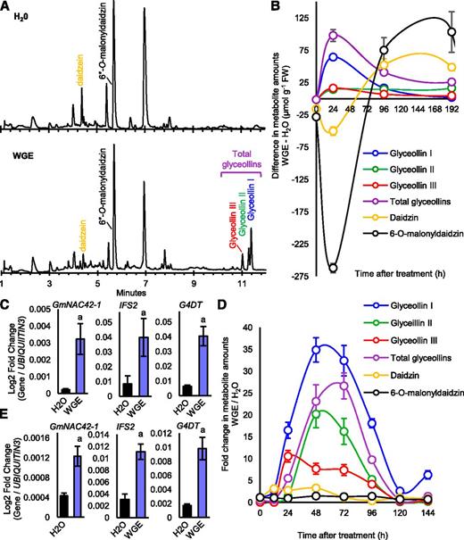 Glyceollin and daidzein-glycoside accumulations in W82 hairy roots and H63 seeds following treatment with P. sojae WGE. A, UPLC-PDA chromatograms at A283 of aqueous ethanolic extracts from W82 hairy roots treated with water or WGE for 24 h. B, Difference in metabolite amounts from W82 hairy roots (the absence of glyceollins in the water control prevented calculation of the fold change). Error bars indicate SE (n = 5 biological replicates). One representative biological experiment out of two is shown. C, Relative gene expression levels in W82 hairy roots 24 h after treatment by RT-qPCR. Lowercase ‘a’ indicates significantly different from water by Student’s t test, P < 0.01. Error bars indicate SE (n = 4 biological replicates). Secondary roots from a single primary root represented one biological replicate since each primary root was derived from a distinct transformation event. D, Fold change of metabolite amounts from H63 seeds. Note, total glyceollin represents the average fold change of the sum of glyceollins I, II, and III in WGE treatment over the mock control. Error bars indicate SE (n = 5 biological replicates). One representative biological experiment out of two is shown. E, Relative gene expression levels in H63 seeds 48 h after treatment. Lowercase ‘a’ indicates significantly different from water by Student’s t test, P < 0.01. Error bars indicate SE (n = 4 biological replicates). One representative biological experiment out of two is shown.