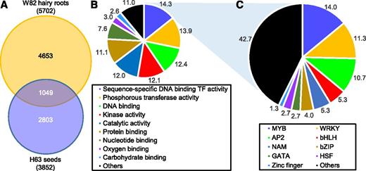 Ontological characterization of TF genes up-regulated by WGE with glyceollins. A, Number of genes significantly up-regulated by P. sojae WGE in H63 germinating seeds and W82 hairy roots determined by RNA-seq (P < 0.05). B, Percentage of genes up-regulated in both tissues in A that were assigned to a particular gene ontology category. Ontology analysis was conducted using the SoyBase.org Gene model Data Mining and Analysis tool. C, Breakdown of genes from the sequence-specific DNA binding TF activity ontology in B into TF gene families, expressed as percentages.