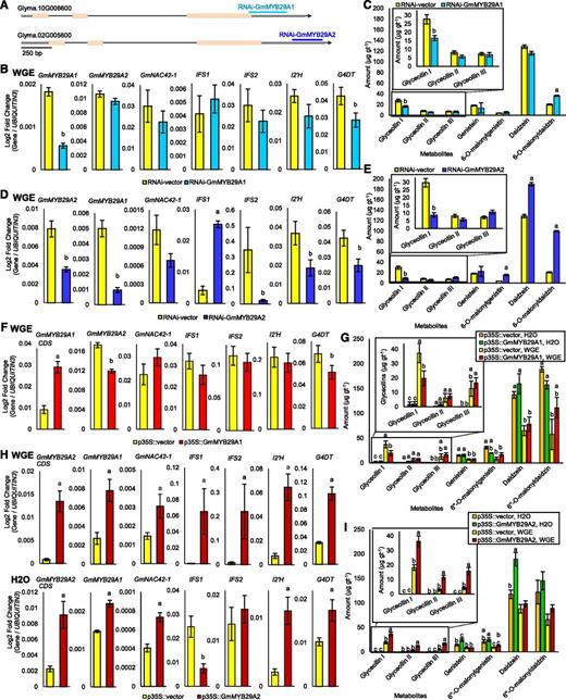 Functional characterization of GmMYB29A1 and GmMYB29A2. A, Schematic diagram of GmMYB29A1 and GmMYB29A2 genes showing the target sites of the RNAi hairpins. B, Gene expression in W82 hairy roots silencing GmMYB29A1 24 h after treatment with WGE or solvent. Lowercase letters indicate significantly greater (a) and significantly less (b) than control, paired Student’s t test (P < 0.01). Error bars indicate SE (n = 4 biological replicates). Secondary roots from a single primary root represented one biological replicate since each primary root is derived from a distinct transformation event. C, Isoflavonoid amounts from W82 RNAi-GmMYB29A1 roots following treatment with P. sojae WGE by UPLC-PDA. Lowercase letters indicate significantly greater (a) and significantly less (b) than control, paired Student’s t test (P < 0.01). Error bars indicate SE (n = 5 biological replicates). D, Gene expression in W82 hairy roots silencing GmMYB29A2 (paired Student’s t test, P < 0.01). Error bars indicate SE (n = 4 biological replicates). E, Isoflavonoid amounts from W82 RNAi-GmMYB29A2 roots (paired Student’s t test, P < 0.01). Error bars indicate SE (n = 5 biological replicates). F, Gene expression in W82 hairy roots overexpressing GmMYB29A1 24 h after treatment with WGE (paired Student’s t test, P < 0.01). Error bars indicate SE (n = 4 biological replicates). Note, due to high similarity between GmMYB29A1 and GmMYB29A2 CDSs, the primers used to measure CDS overexpression could not be designed to be gene specific. However, primers used to amplify native GmMYB29A1 and GmMYB29A2 were gene specific, targeting their unique 3′UTRs, and were used for all measurements with the exception of CDS overexpression. G, Isoflavonoid amounts in W82 p35S::GmMYB29A1 hairy roots 24 h after treatment with WGE or water (solvent) by UPLC-PDA. Different letters show significant differences by single factor ANOVA, Tukey post hoc test (P < 0.05, α = 0.05). Error bars indicate SE (n = 5 biological replicates). H, Gene expression in W82 p35S::GmMYB29A2 hairy roots 24 h after treatment with WGE or water. Lowercase letters indicate significantly greater (a) and significantly less (b) than control, paired Student’s t test (P < 0.01). Error bars indicate SE (n = 4 biological replicates). I, Isoflavonoid amounts in W82 p35S::GmMYB29A2 hairy roots. Different letters show significant differences by single factor ANOVA, Tukey post hoc test (P < 0.05, α = 0.05). Error bars indicate SE (n = 5 biological replicates).