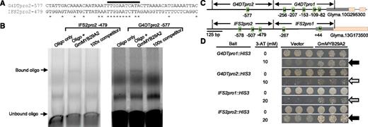 GmMYB29A2 binds glyceollin biosynthesis gene promoters. A, Alignment of 50-nucleotide (nt) oligo sequences that contain the predicted MYB-binding elements G4DTpro2 -577 and IFS2pro2 -479. Stars denote same nucleotide identities. Black bar indicates the predicted MYB-binding elements. B, EMSA of double-stranded G4DTpro2-577 and IFS2pro1-479 oligos with immunoprecipitated (IPed) hemagglutinin (HA)-tagged GmMYB29A2 protein purified from E. coli. Results are representative of two independent experiments. C, Schematic diagram demonstrating G4DT and IFS2 promoter fragments used for yeast one-hybrid assays and predicted MYB binding elements (green boxes). See Supplemental Table S5 for the DNA sequences of MYB elements. D, Y1H assays of YM4271 yeast transformed with GmMYB29A2 or empty vector and containing G4DT or IFS2 promoter segments integrated in the yeast genome upstream of the HIS3 gene. Assays were on SD/-His/-Leu medium containing the listed concentrations of 3-amino-1,2,4-triazole. Gray and black arrows indicate moderate and strong binding, respectively. Results are representative of two to three independent experiments.