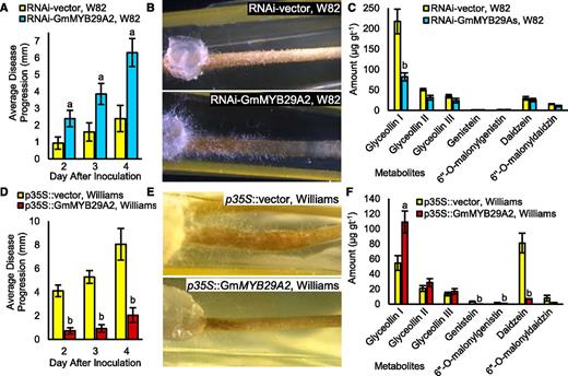 Effects of RNAi silencing or overexpressing GmMYB29A2 on disease progression of race 1 P. sojae in transgenic hairy roots. A, Average lesion length when MYB29A2 gene expression was silenced in hairy roots of W82 (a resistant genotype). Lowercase ‘a’ indicates significantly greater than the p35S::vector control at the same time point, paired Student’s t test (P < 0.01). Error bars indicate SE (n = 4 to 6 biological replicates). Results are representative of two independent experiments. B, Representative images showing disease progression phenotypes. Note the extensive water-soaked lesions and mycelium growth out of root tissues of W82 undergoing RNAi silencing of GmMYB29A2. C, Isoflavonoid amounts from W82 RNAi roots following treatment with race 1 P. sojae for 24 h. Measurements were by UPLC-PDA. Lowercase ‘b’ indicates significantly less than the p35S::vector control, paired Student’s t test (P < 0.01). Error bars indicate SE (n = 6 to 7 biological replicates). D, Average lesion length when MYB29A2 was overexpressed in the susceptible variety Williams. Lowercase ‘b’ indicates significantly less than the p35S::vector control, paired Student’s t test (P < 0.01). Error bars indicate SE (n = 4 to 6 biological replicates). Results are representative of two independent experiments. E, Representative images of (D). Note the massive reduction in water-soaked lesions and mycelium outgrowth in Williams overexpressing GmMYB29A2. F, Isoflavonoid amounts from MYB29A2 overexpressing Williams roots following treatment with race 1 P. sojae for 24 h. Measurements were by UPLC-PDA. Lowercase letters indicate significantly greater (a) and significantly less (b) less than control, paired Student’s t test (P < 0.01). Error bars indicate SE (n = 7 to 8 biological replicates).