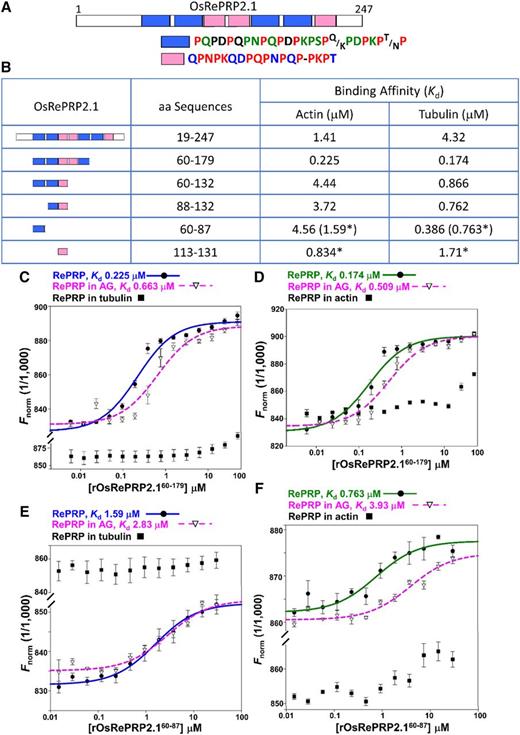 In vitro interactions of rOsRePRP2.1 and actin/tubulin. A, Segmental repeat organization of OsRePRP2.1. The diagram shows the full-length amino acid sequences analyzed by RADAR (http://www.ebi.ac.uk/Tools/pfa/radar/). The repeat modules of OsRePRP2.1 are represented as blue and pink blocks and the nonrepeat regions as white blocks. The percentages of each amino acid in the sequences are distinguished by color and letter codes: red for 100%, green for >75%, blue for >67%, black for >50% and a dash for nonconsensus amino acids. B, Binding affinity of rOsRePRP2.1 with actin/tubulin. In vitro binding assays were conducted with MST, and the binding affinity is indicated by Kd. Asterisks indicate the binding affinity with synthetic peptides. C to F, Binding isotherms for rOsRePRP2.160–179 (C and D) and synthetic peptides OsRePRP2.160–87 (E and F) to rabbit muscle actin (C and E) and porcine brain tubulin (D and F). Rabbit muscle actin and porcine brain tubulin were fluorescently labeled with AlexaFluor 647 and kept at a constant concentration of 1.2 to 1.5 nm. The binding of OsRePRP2.1 alone to actin and tubulin is represented as blue and green curves, respectively, and the binding of OsRePRP2.1 in the presence of AG is represented as pink-dashed curves. Solid circles indicate rOsRePRP2.160–179 alone (C and D) and synthetic peptides OsRePRP2.160–87 alone (E and F). Open triangles represent rOsRePRP2.160–179 (C and D) and OsRePRP2.160–87 (E and F) in the presence of 250 μm AG. Solid squares indicate rOsRePRP2.160–179 and synthetic peptides OsRePRP2.160–87 in the presence of 25 μm porcine brain tubulin (C and E) or 57.5 μm rabbit muscle actin (D and F). Data are means ± sd of three technical repeats. G-actin and αβ-tubulin dimers were used, and at least two independent batches of recombinant proteins or synthetic peptides were subjected to the binding assays.