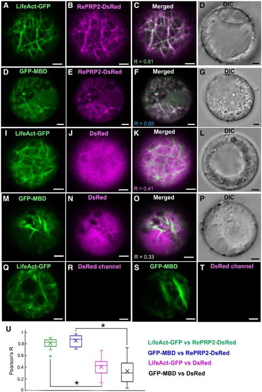 Interactions between OsRePRP2 and actin and tubulin in rice root protoplasts. A to P, Five-day-old wild-type rice root protoplasts coexpressing LifeAct-GFP and OsRePRP2-DsRed (A–D), GFP-MBD and OsRePRP2-DsRed (E–H), LifeAct-GFP and DsRed (I–L), and GFP-MBD and DsRed (M–P). GFP and DsRed signals are shown in green (A, E, I, and M) and magenta (B, F, J, and N), respectively; overlays of green and red channels (C, G, K, and O) and the DIC channel indicating bright-field images (D, H, L, and P) are also shown. Q to T, Five-day-old wild-type rice root protoplasts expressing LifeAct-GFP (Q and R) and GFP-MBD (S and T). GFP signals are shown in green (Q and S), whereas the DsRed signal in the respective control images is not visible (R and T). Scale bars = 2 μm. U, The Pearson's R correlation coefficients calculated by Pearson coefficient analysis are shown in a box plot. Pearson's R coefficients for LifeAct-GFP and OsRePRP2-DsRed, GFP-MBD and OsRePRP2-DsRed, LifeAct-GFP and DsRed, and GFP-MBD and DsRed are shown in green, blue, magenta, and black boxes, respectively. The line inside the box indicates the median and the ex indicates the mean. Bottom and top box edges are the 25th to 75th percentiles; whiskers indicate the range, and an outlying data point is shown as a circle. Significant differences are indicated with asterisks (P < 0.01, two-tailed Mann-Whitney U test). Data are measured from 15 protoplasts of three biological experiments. The Pearson's R correlation coefficient for each comparison is shown in C, G, K, and O.