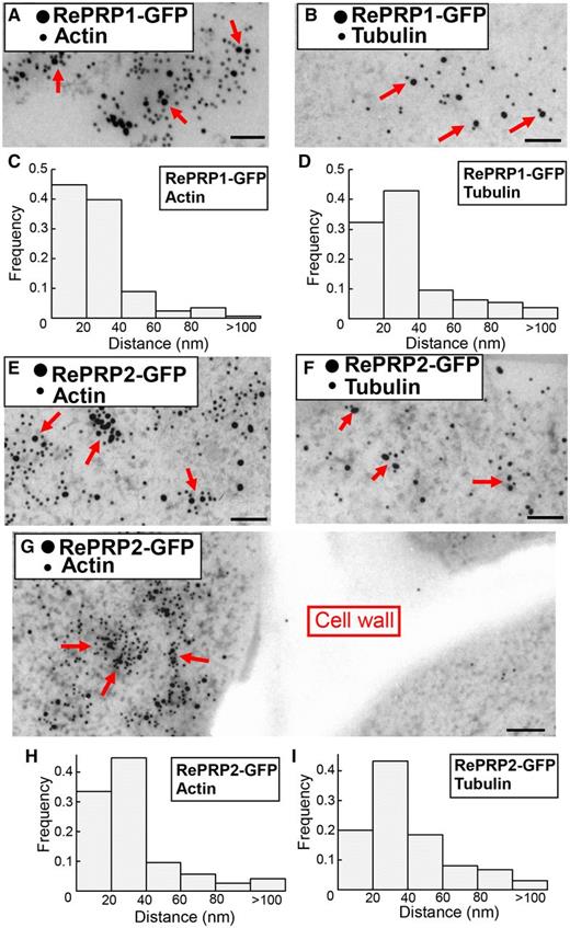 Interactions between OsRePRP and actin and tubulin in planta. A, B, and E–G, Double immunogold-labeling TEM of root elongation zone cells of 3-d-old OsRePRP1-GFP (A and B) and OsRePRP2-GFP (E–G) rice. The smaller 12-nm gold particles represent the distribution of actin (A, E, and G) and tubulin (B and F), and the larger 18-nm gold particles represent the distribution of OsRePRP1-GFP (A and B) and OsRePRP2-GFP (E–G). Arrows indicate colocalization of OsRePRP-GFP and actin (A, E, and G) or tubulin (B and F). Scale bars = 100 nm. C, D, H, and I, Distances from each OsRePRP-GFP gold particle to the closest actin or tubulin gold particle were measured as described in "Materials and Methods." The bars represent the distribution of center-to-center distances between gold particles in OsRePRP-GFP and actin or tubulin, ranging from 0 to >100 nm. Ten images were measured, and two biological replicates were performed.