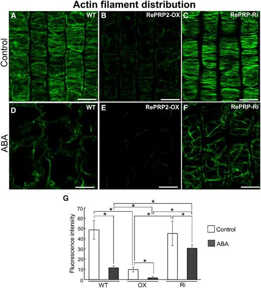 OsRePRP affects F-actin organization. A to F, F-actin organization in wild-type (WT), OsRePRP2-OX, and OsRePRP-Ri root cells visualized by Alexa Fluor 488-phalloidin staining. Epidermal cells of the root elongation zones of 8-d-old seedlings (control; A–C) and 7-d-old seedlings treated with 2 μm ABA for 1 d (ABA; D–F) were observed. Scale bars = 10 μm. G, Quantitative analysis of the F-actin level in wild-type, OsRePRP2-OX (OX), and OsRePRP-Ri (Ri) 8-d-old seedlings (control) and 7-d-old seedlings under the ABA condition. Significant differences are indicated with asterisks (P < 0.01, two-tailed Mann-Whitney U test). Data for fluorescence intensity are expressed as means ± sd of 30 images. More than six biological replicates were performed and at least three independent transgenic lines for each genotype were observed (OsRePRP2-OX lines 2, 10, 19, and 24, and OsRePRP-Ri lines 5, 6, and 7).