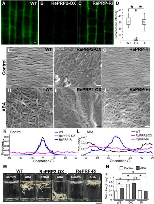 OsRePRP affects noncellulosic polysaccharide secretion and cell wall cellulose microfibril network. A to C, Localization of FucAl incorporation in wild-type (WT; A), OsRePRP2-OX (B), and OsRePRP-Ri (C) root elongation zone cells. Images were obtained using identical settings including laser power, pinhole, objective, zoom, and channel/filter wavelengths, as described in Materials and Methods, with no image contrast or brightness corrections. D, Quantitative analysis of FucAl-associated fluorescence signal in the wild type, OsRePRP2-OX (OX), and OsRePRP-Ri (Ri) are shown in a box plot. The line inside the box indicates the median, and the ex indicates the mean. Bottom and top box edges are the 25th to 75th percentiles; whiskers indicate the range. Significant differences are indicated with asterisks (P < 0.01, two-tailed Mann-Whitney U test). Data are mean/median (Q1–Q3) fluorescence intensity of 30 images. More than four biological replicates were performed, and at least three independent transgenic lines for each genotype were observed (OsRePRP2-OX lines 2, 10, 19, and 24 and OsRePRP-Ri lines 5–7). E to J, Field-emission scanning electron microscopy images are oriented to show cell wall cellulose microfibril alignment relative to the cell and the root long axis. Micrographs are shown of the cell wall cellulose microfibril network under the control condition (E–G) and the cell wall microfibril network after 2 μm ABA treatment for 4 d (H–J) in wild-type (E and H), OsRePRP2-OX (F and I), and OsRePRP-Ri (G and J) root elongation zone cells. Three biological replicates were performed and at least two independent transgenic lines for each genotype were observed (OsRePRP2-OX lines 10, 19, and 24 and OsRePRP-Ri lines 5 and 6). K and L, Directionality histograms of the cell wall cellulose microfibril network under the control condition (K) or after ABA treatment (L). Directionality of the wild type (black line), OsRePRP2-OX (magenta line), and OsRePRP-Ri (blue line) was analyzed using the Fiji package (Schindelin et al., 2012) as described in Materials and Methods. Data are expressed as the mean frequency of fibers in specific orientation analyzed from 15 images. M, Relative density of root segments in the wild type, OsRePRP2-OX, and OsRePRP-Ri. Two-centimeter root-tip segments from 12-d-old seedlings (Control) and 8-d-old seedlings treated with 2 μm ABA for 4 d (ABA) were cut and immersed in the distilled water. Six biological replicates were performed and three independent transgenic lines for each genotype were observed (OsRePRP2-OX lines 10, 19, and 24 and OsRePRP-Ri lines 5–7). N, Quantitative analysis of total root dry weight (DW; milligrams) divided by mean root length (centimeters) per seedling. Whole roots were harvested from wild-type, OsRePRP2-OX (OX), and OsRePRP-Ri (Ri) 14-d-old seedlings (Control) and 8-d-old seedlings treated with 2 μm ABA for 6 d (ABA). Significant differences are indicated with asterisks (P < 0.01, two-tailed Mann-Whitney U test). Fluorescence intensity of 30 images was measured in three independent transgenic lines for each genotype (OsRePRP2-OX lines 2, 10, and 24 and OsRePRP-Ri lines 5–7). Scale bars = 2 μm (A–C), 100 nm (E–J), and 1 cm (M).