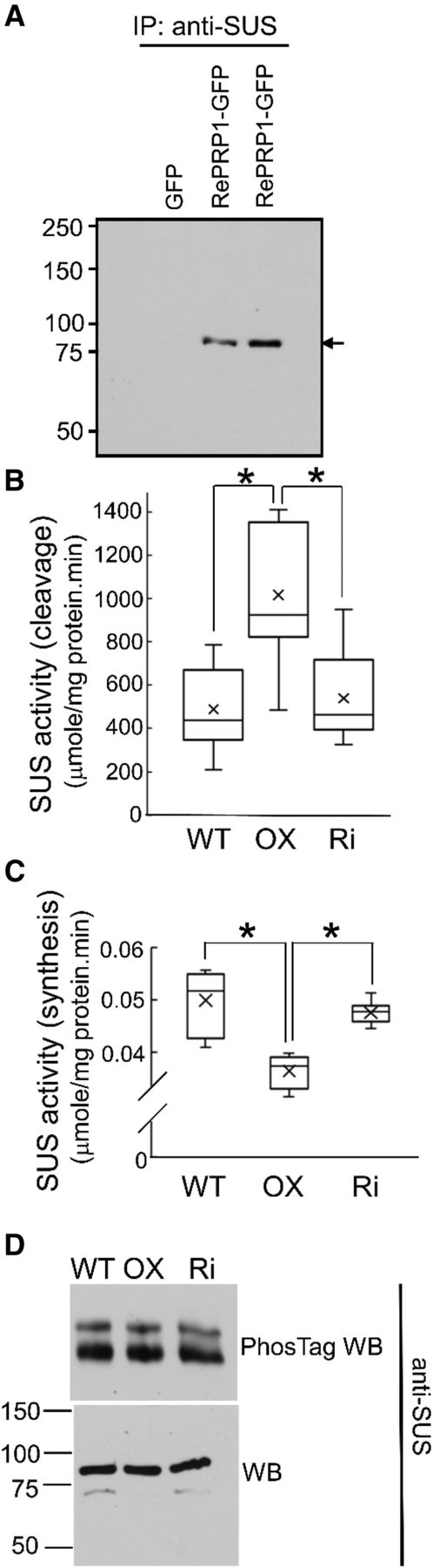 Enzyme activity of SUS was changed in OsRePRP2-OX. A, Co-IP (IP) assays of GFP, OsRePRP1-GFP, and OsRePRP2-GFP transgenic rice. Total protein was extracted from whole roots of 4-d-old seedlings treated with 2 μm ABA for 2 d. Western blot analysis involved anti-SUS antibodies. The arrow indicates 93-kD SUS. Two biological replicates were performed. B and C, Enzyme activity of SUS in the cleavage (B) and synthetic (C) directions. Total protein extract from 14-d-old whole roots of the wild type (WT), OsRePRP2-OX (OX), and OsRePRP-Ri (Ri) is shown in box plots. The line inside the box indicates the median, and the ex indicates the mean. Bottom and top box edges are the 25th to 75th percentiles, respectively, and whiskers indicate the range. Significant differences are indicated with asterisks (P < 0.01, two-tailed Mann-Whitney U test). Nine repeats from three independent biological replicates were performed. D, PhosTag western blot (WB) and WB analysis with anti-SUS antibodies. Total protein extract from 14-d-old whole roots of the wild type, OX, and Ri was assayed. Four biological replicates were performed.