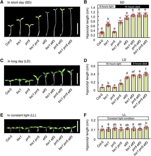 TOC1 and PRR5 coordinate with EC to regulate photoperiodic hypocotyl growth. A, C, and E, Hypocotyl phenotypes of Col-0, toc1, elf3, toc1 elf3, prr5, prr5 elf3, toc1 prr5, and toc1 prr5 elf3 seedlings grown under SD conditions (A), LD conditions (C), and continuous white light (E) for 5 d after germination. Seedling images in A, C, and E were digitally abstracted and multiple images were made into a composite for comparison. Scale bars = 5 mm. B, D, and F, Quantitative analyses of the hypocotyl length of seedlings shown in A, C, and E, respectively. Lowercase letters indicate statistically significant differences among averages as determined by Tukey’s HSD mean-separation test (P < 0.05). Data are the means ± sd of >15 seedlings.