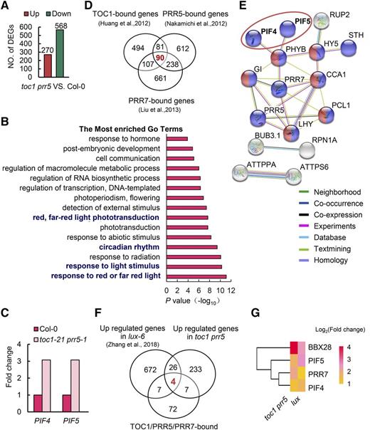 PIF4 and PIF5 are potential direct transcriptional targets of TOC1 and PRR5. A, DEGs between the toc1 prr5 mutant and wild-type Col-0 in RNA-seq. The samples were harvested at ZT15 from 10-d-old seedlings grown in 12-h-light/12-h-dark photocycles. B, GO analysis of the overlapping genes between upregulated DEGs in the toc1 prr5 mutant and the genes bound by TOC1. C, Expression profiles of PIF4 and PIF5 in the toc1 prr5 mutant. Data from RNA-seq. D, Venn diagram showing the number of common genes bound by TOC1, PRR5, and PRR7. E, Protein interaction network analysis of the 90 genes co-bound by TOC1, PRR5, and PRR7 in D using the STRING database (http://string-db.org/), showing a major cluster including PIF4, PIF5, and other known circadian core components. Colored nodes represent query proteins and the first shell of interactors, white nodes the second shell of interactors, empty nodes the proteins of unknown 3D structure, and solid nodes proteins for which some 3D structure is known or predicted. Edges represent protein-protein associations taken from curated databases (light blue) or determined by experiment (magenta), gene neighborhood (green), gene co-occurrence (dark blue), text mining (light green), coexpression (black), or protein homology (light purple). F, Venn diagram showing the number of overlapping genes among the TOC1, PRR5, and PRR7 cobound genes, upregulated DEGs in the toc1 prr5 mutant, and upregulated DEGs in the lux-6 mutant. G, Heat map showing four common cotargets in upregulated DEGs in toc1 prr5 and lux-6 mutants. The scale represents the log2 (fold change).