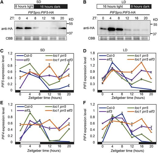 TOC1 and PRR5 coordinate with the EC to transmit daylength information for shaping PIF4 and PIF5 transcription. A and B, Immunodetection of PIF5 protein levels in PIF5pro:PIF5-HA transgenic seedlings using extracts from seedlings grown in SD (A) and LD (B) conditions for 10 d. Coomassie Brilliant Blue (CBB) staining indicates the protein loading amount. Data are representative of three biological replicates with similar results. C to F, RT-qPCR analysis showing PIF5 (C and D) and PIF4 (E and F) transcript levels in Col-0, toc1 prr5, elf3, and toc1 prr5 elf3 seedlings grown for 10 d in SD (C and E) or LD (D and F) conditions. Data are the means ± sd. White and black rectangles below the graphs represent day and night, respectively.