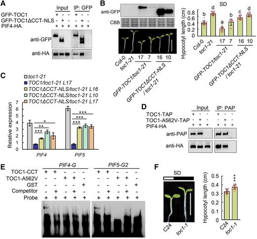 Direct transcriptional inhibition of PIF4 and PIF5 by TOC1 is required for its regulation of photoperiodic hypocotyl growth. A, Physical interactions between TOC1, TOC1ƊCCT (1–532 amino acids)-NLS, and PIF4 in vivo were detected by coimmunoprecipitation after transient coexpression in N. benthamiana. B, Hypocotyl phenotypes of toc1-21, GFP-TOC1/toc1-21, and GFP-TOC1ƊCCT-NLS/toc1-21 transgenic seedlings grown under SD conditions for 5 d after germination. Seedling images were digitally abstracted and multiple images were made into a composite for comparison. The protein levels of GFP-TOC1 and GFP-TOC1ƊCCT-NLS in these transgenic seedlings were also detected by immunoblot (top left). Representative seedlings were photographed (bottom left), and the hypocotyl lengths of the seedlings shown were quantified (right). Scale bar = 5 mm. Data are the means ± sd of >20 seedlings. Lowercase letters indicate statistically significant differences among averages by Tukey’s HSD mean-separation test (P < 0.05). C, RT-qPCR analysis of PIF4 and PIF5 expression in toc1-21, GFP-TOC1 toc1-21, and GFP-TOC1ƊCCT-NLS toc1-21 transgenic seedlings grown for 10 d in SD conditions at ZT12. Data are the means ± sd. Asterisks denote statistically significant differences among means: *P < 0.05, **P < 0.01, and ***P < 0.001 by Student’s t test. D, Physical interaction between TOC1-A562V and PIF4 was detected by coimmunoprecipitation after they were transiently coexpressed in leaves of N. benthamiana. The immunoprecipitates with human IgG beads were analyzed by immunoblot with anti-prostatic acid phosphatase or anti-HA antibody, as indicated. E, EMSA with CCT and CCT-A562V of TOC1 and GST incubated with a probe designed to the PIF4-G and PIF5-G2 regions, and 100-fold unlabeled competitor. Arrowheads mark the shifted bands. F, Hypocotyl phenotypes of wild-type (C24 ecotype) and toc1-1 seedlings grown for 5 d in SD conditions. Representative seedlings were photographed (left) and measured (right). Data are the means ± sd of >20 seedlings. Asterisks denote statistically significant differences among means: ***P < 0.001 by Student’s t test.