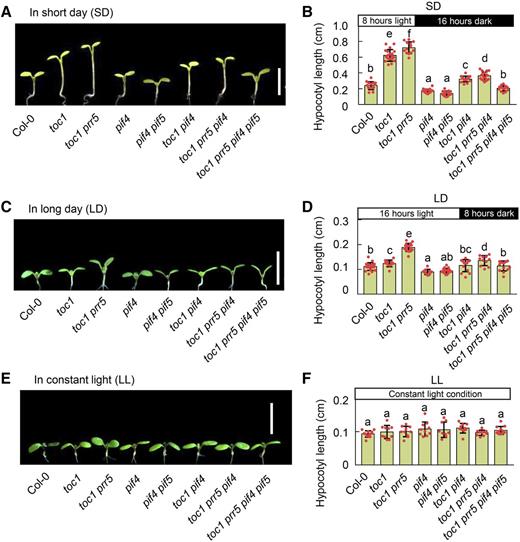 PIF4 and PIF5 are epistatic to TOC1 and PRR5 for photoperiodic hypocotyl growth. A, C, and E, Hypocotyl phenotypes of Col-0, toc1, pif4, toc1 pif4, toc1 prr5, toc1 prr5 pif4, pif4 pif5, and toc1 prr5 pif4 pif5 seedlings (5 d after germination) grown under SD conditions (A), LD conditions (C), or continuous white light (E). Representative seedlings were photographed. Seedling images were digitally abstracted and multiple images made into a composite for comparison. Scale bars = 5 mm. B, D, and F, Hypocotyl lengths of the seedlings shown in A, C, and E, respectively, were measured and quantified. Lowercase letters indicate statistically significant differences among means as determined by Tukey’s HSD mean-separationi test (P < 0.05). Data are the means ± sd of >15 seedlings.
