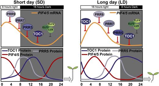 A proposed working model for PRRs-PIF4/5 transcriptional module-mediated photoperiodic hypocotyl growth. PRRs, as core circadian clock components, can directly and sequentially bind the promoters of PIF4 and PIF5 to repress their transcription in an independent manner with the Evening Complex. Diurnal rhythms of PIF4/5 protein abundance are determined by the coordination of light signaling-mediated protein stability and circadian clock-regulated transcriptional expression. Hence, TOC1 and other PRRs represent a primary molecular node between the circadian clock and photoperiod to control photoperiodic hypocotyl growth.