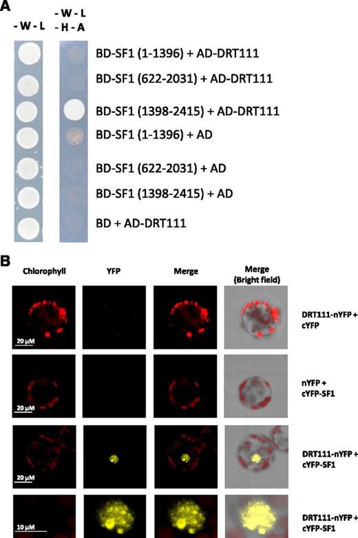 Interaction of DRT111 with SF1. A, Yeast two-hybrid assay. DRT111 in prey vector (pGADT7, activation domain) was cotransformed with the indicated fragments of SF1 cloned in the bait vector (pGBKT7, binding domain). The empty vectors pGADT7 and pGBKT7 were used as negative controls. Overnight grown yeast culture was dropped onto selective media lacking tryptophan (-W), leucine (-L), histidine (-H), and adenine (-A). Pictures were taken after 3-d incubation at 30°C. B, Bimolecular fluorescence complementation assay. Nicotiana tabacum leaf protoplasts were cotransformed with 20 μg each of plasmids encoding DRT111 fused with N terminus of YFP (nYFP) and SF1 fused with the C terminus of YFP (cYFP). nYFP and cYFP empty vectors were used as negative controls. The cells were imaged by confocal microscopy 16-h later. For the interaction, enlarged images of the nucleus are shown in the bottom row. Chlorophyll autofluorescence, YFP fluorescence, and merged images are shown.