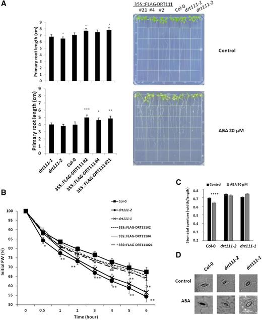 Phenotyping of DRT111 knockout mutants and OX lines. A, Primary root length of 10-d-old wild type (Col-0), drt111-1 (GABI_351E09), drt111-2 (SALK_001489), and DRT111 OX lines (35S::FLAG-DRT111 2, 4, and 21) grown on GM medium (1% Suc) or medium containing 20 μm ABA. Photos of representative plates (right), quantified as reported in graphs. B, Water loss of detached leaves of drt111 mutants, OX lines (35S::FLAG-DRT111), and wild-type (Col-0) plants. Data are averages ± se of two independent experiments (n = 5 for each line, per experiment) and reported as percentages of initial fresh weight at different time points (0.5–6 h). The asterisks indicate significant differences compared with wild type (*P ≤ 0.05, **P ≤ 0.01, and ***P ≤ 0.001, Student’s t-test). C, Stomatal aperture of drt111-1 and drt111-2 mutants and wild-type plants in response to ABA. Leaf peels harvested from 2-week-old plants were incubated for 2 h in SOS buffer under light and then treated with or without 50 μm ABA for 2.5 h. Asterisks indicate significant difference between samples with or without ABA (****P ≤ 0.0001, Student’s t-test). D, Photographs of stomata of the indicated genotypes as reported in (C). Scale bar = 25 μm.